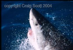 Great White Shark. Photo takes while standing on the view... by Craig Scott 